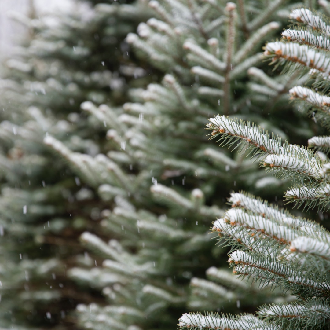 The Evolution of Christmas Tree Decorations